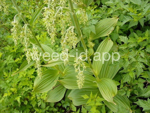 false-hellebore, green